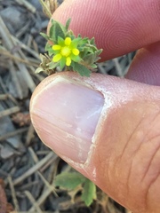 Potentilla biennis