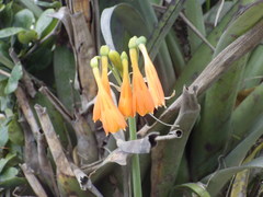 Stenomesson aurantiacum