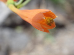 Stenomesson aurantiacum