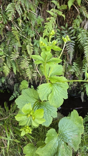 Image of Ranunculus cortusifolius by (c) Mário de Pinto Balsemão, some rights reserved (CC BY)