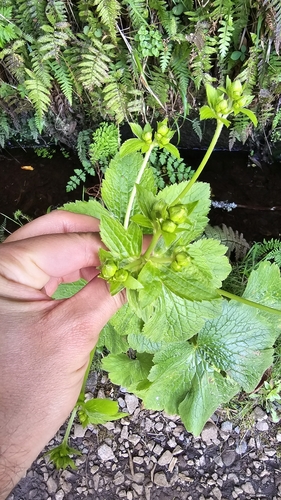 Image of Ranunculus cortusifolius by (c) Mário de Pinto Balsemão, some rights reserved (CC BY)