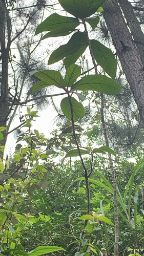 Callicarpa kochiana iNat (3)