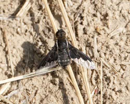 Unknown species found near Ada County, ID, USA
