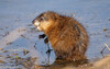 Muskrat - Photo (c) Leonid, some rights reserved (CC BY-NC), uploaded by Leonid