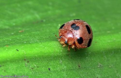 Epilachna dodecastigma · iNaturalist