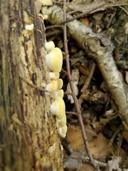 Crepidotus croceotinctus