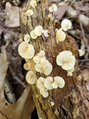 Crepidotus croceotinctus
