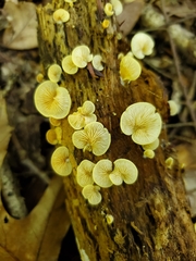 Crepidotus croceotinctus