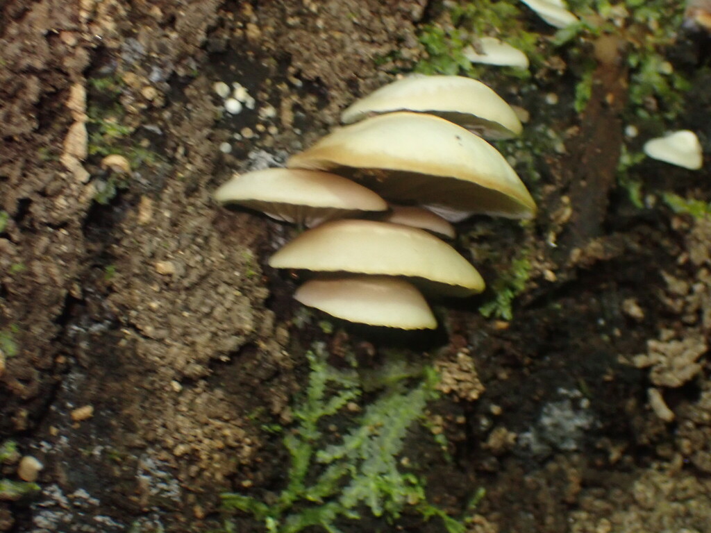 Crepidotus praecipuus · April 2025 · photo: © shaun_thompson (iNaturalist, cc-by)