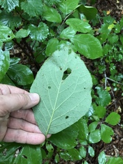 Styrax grandifolius