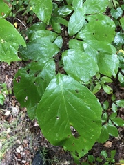 Styrax grandifolius