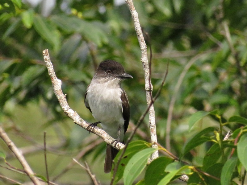 Todd's Sirystes (Sirystes subcanescens) photo