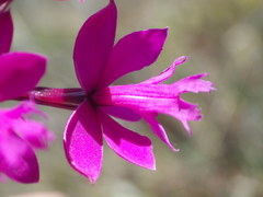 Epidendrum jamiesonis