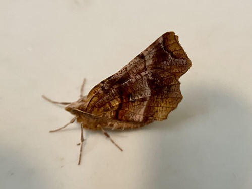 Brown-tipped Thorn photo 2