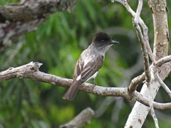 Sirystes subcanescens