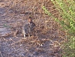 Sylvilagus audubonii