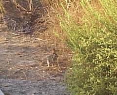 Sylvilagus audubonii