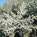 Euphorbia stenoclada - Photo (c) Louis Imbeau,  זכויות יוצרים חלקיות (CC BY), הועלה על ידי Louis Imbeau