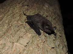 Nyctinomops laticaudatus