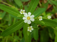Euphorbia pubentissima