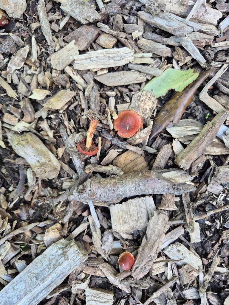 Leratiomyces ceres · April 2025 · photo: © rempson (iNaturalist, cc-by)