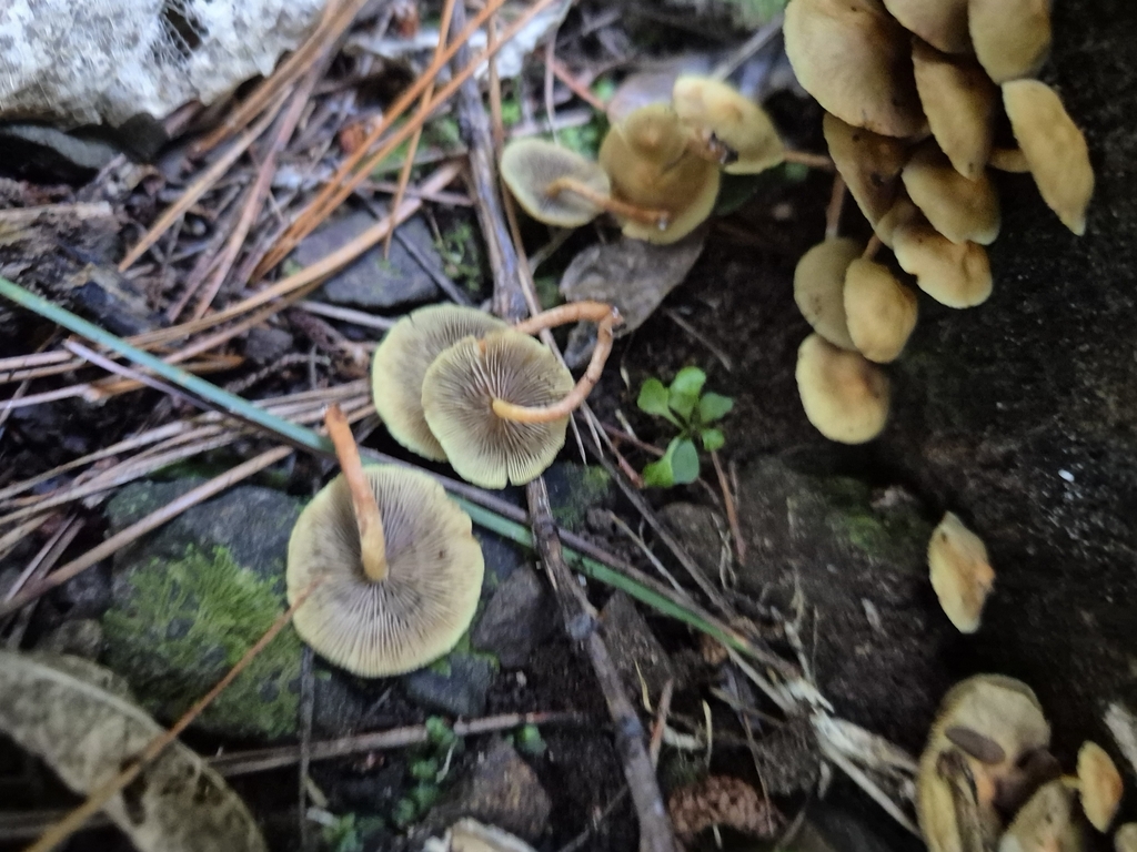Hypholoma acutum · April 2025 · photo: © rempson (iNaturalist, cc-by)