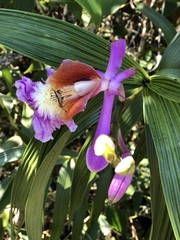 Sobralia dichotoma