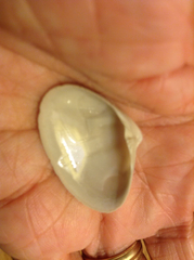 Mactromeris hemphillii