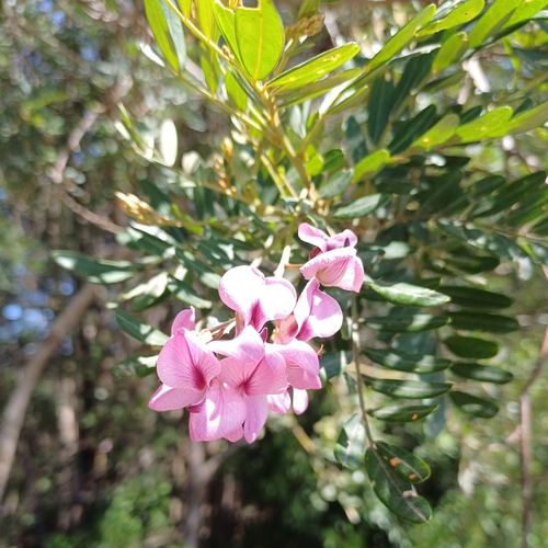 Image of Virgilia divaricata by (c) Martjie Fia Fourie, some rights reserved (CC BY)