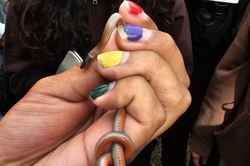 Western Blackhead Snake, Tantilla planiceps