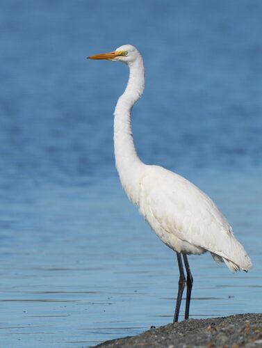 Great Egret