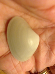 Mactromeris hemphillii