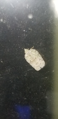 Flatoidinus punctatus