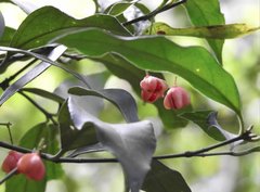 Euonymus tsoi