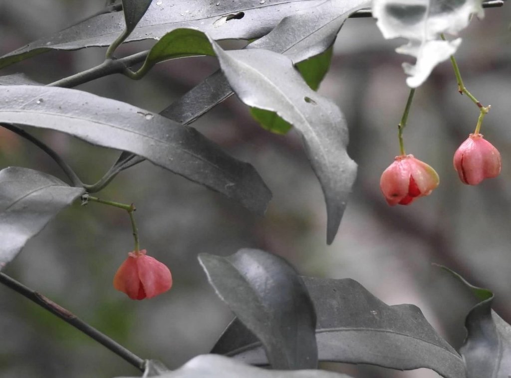 Euonymus tsoi
