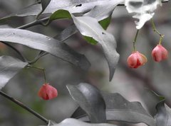 Euonymus tsoi