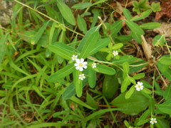 Euphorbia pubentissima