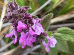 Stachys elliptica