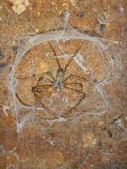 Hypochilus pococki