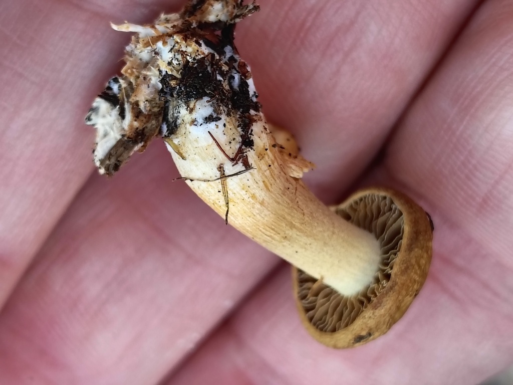 Agrocybe putaminum · April 2025 · photo: © kelvinperrie (iNaturalist, cc-by)