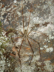 Hypochilus pococki
