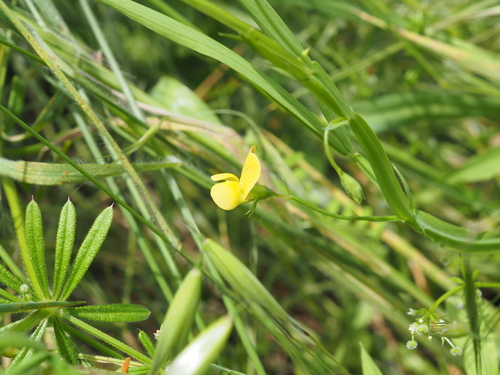 Image of Lathyrus annuus by (c) Augustin Soulard, some rights reserved (CC BY)