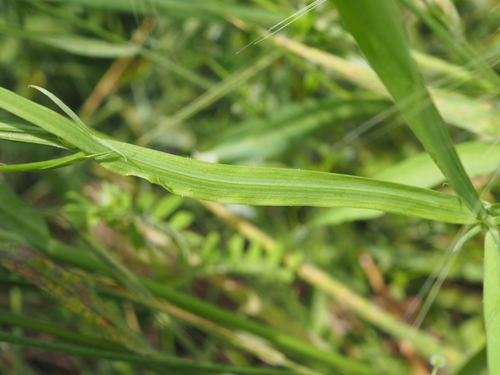 Image of Lathyrus annuus by (c) Augustin Soulard, some rights reserved (CC BY)