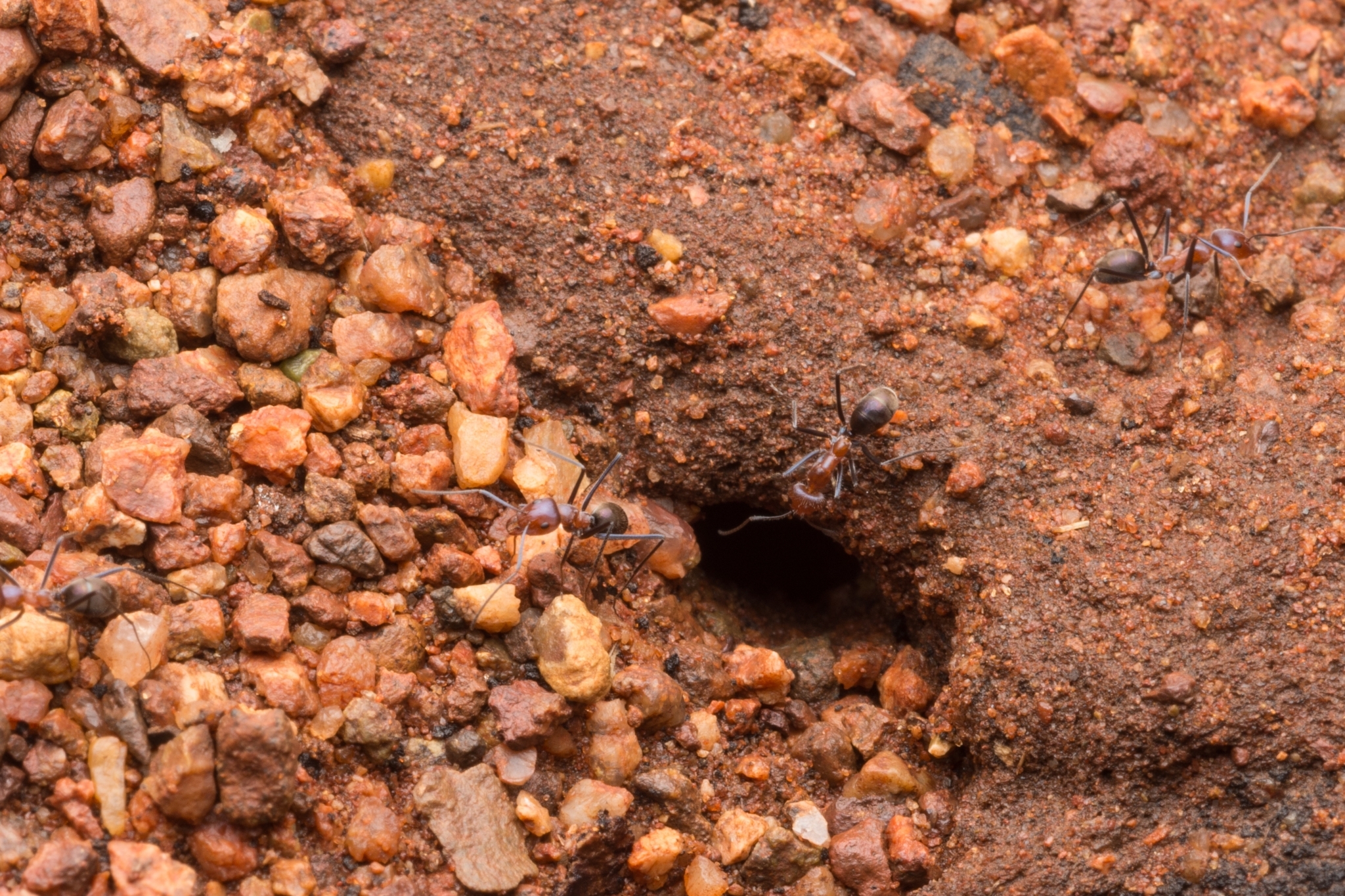 Iridomyrmex roseatus