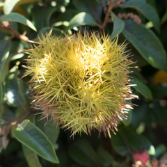 Chrysolepis chrysophylla minor