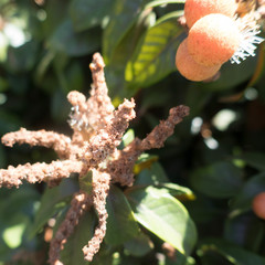 Chrysolepis chrysophylla minor