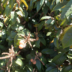 Chrysolepis chrysophylla minor