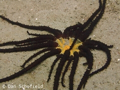 Actinostephanus haeckeli
