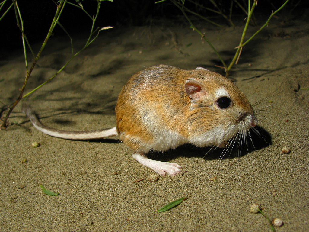 Ord s Kangaroo Rat From CFB Suffield On August 15 2010 At 02 03 AM By Ord s Kangaroo Rat From CFB Suffield On August 15 2010 At 02 03 AM By
