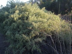 Atriplex lentiformis